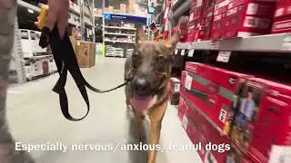Hike & Store manners with reactive Aussie & German Shepherd mix - Balanced Dog Training