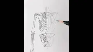 SKELETON SKETCH //HUMAN ANATOMY//SKETCH