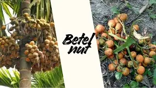 How to harvest betel nuts from betel nut trees || Unique Nature's ||