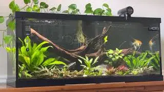 75 Gallon Planted aquarium with Long Lulu the Angel Fish and friends.
