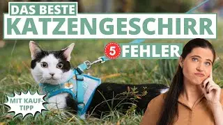 Bestes Katzengeschirr - 5 Fehler beim Kauf