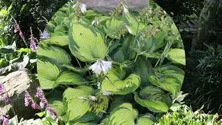 Hosta (Hosta spp.) - Plant Identification