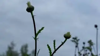 Gentle Spring Breeze | ASMR | Countryside | Relaxing sounds |