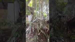 Trees or Shrubs? || Amazing Formation #shrubs #tree #formation #nature #4k #viral #asmr #forest #wow