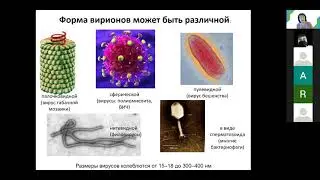 С. А. Лисовская. Систематика и морфология вирусов. Медико-биологический факультет.