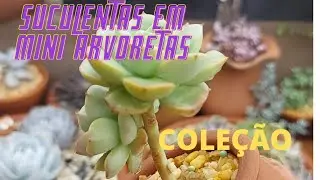 Suculentas em formas de MINI ARVORETAS para a cole&ccedil;&atilde;o (no meu jardim).