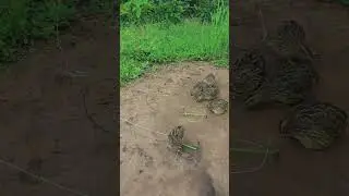 Amazing Creative DIY Unique Quail Trapping Using Wood #shorts #ytshorts #youtubeshorts