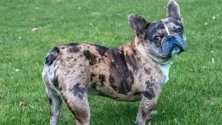 Why Is My French Bulldog Throwing Up? 🐶🤢 (Must-Know Causes & Fixes!)