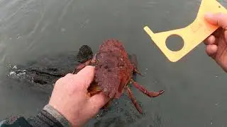 Wading for Dungeness Crab episode 2