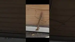 Bees try to rescue mate from mantis