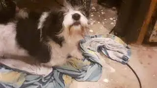 doogul bath aftermath