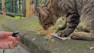 Feeding a wild stray cat #catfeeding #asmr