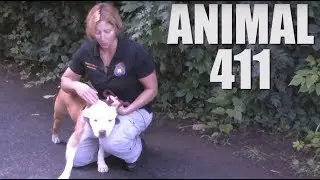 Animal 411 Animal Control Officer Training 9 25 17 HD