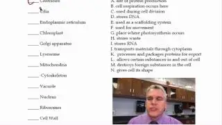 Bio1 Organelle Function