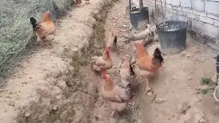 China Travel | Discover Real Life Everyday in China Countryside #chinatravel #chinacountryside