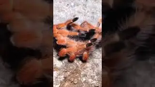 spider molt😲#insect#bug#shortswithzita#pokemon