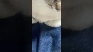 ここはどこでしょうーか？ #シャムトラ #元保護猫
