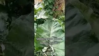 түйежапырақ(шонайна(листья лопух))