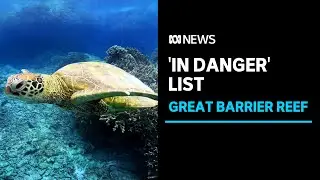 UN recommends Great Barrier Reef added to 'in danger' list | ABC News