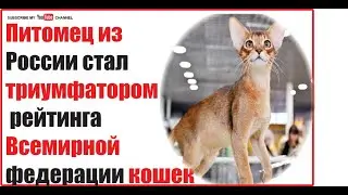 Питомец из России стал №1 в мире 🐾 | Триумф WCF
