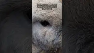 Why Do Rabbits Thump Their Feet? The Real Meaning Behind This Bunny Behavior #shorts #shortsvideo