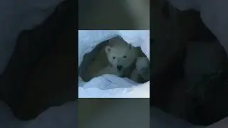 Polar Bear Mama & Babies Are On The Move! 🐻&zwj;❄️🐾 | Incredible Animal Journeys | @natgeokids