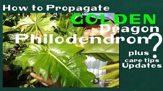 How to propagate Golden Dragon Philodendron? Plus Care Tips & Updates @JoePlantitoVlogs