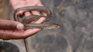 Asiatic Water Snake Rescue: Checkered Keelback Snake (Non Venomous)