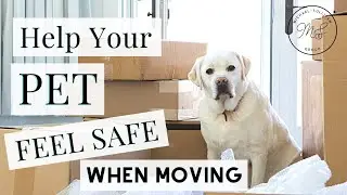 The #1 Way to Help Your Pet Feel Safe During Your Move; HOW TO KEEP YOUR YOUR PETS CALM WHEN MOVING