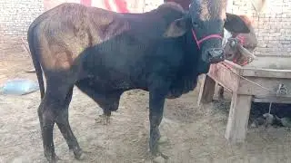2026 kurbani ke do dant ke janwar business related videos Multan mandi