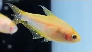 淡水魚的感冒：白點病推薦升溫治療，每天三度緩慢提升水溫到30度另外需要與胡椒病和打粉病區分開