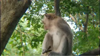 Wild Monkeys in Cambodia #4k #4kvideo  #monkey #mountains #animals #nature #forest #relaxing #cute