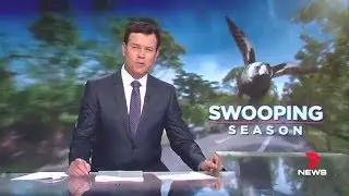 Magpie Attack Season - 7 News