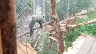 A male of De Brazza's monkey