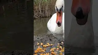 angry hissing swan #shorts #hissingswan #swan