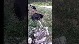 Reolink Trail Cam Capture Shocker: Bear Visits Our Camper #reolink #nature