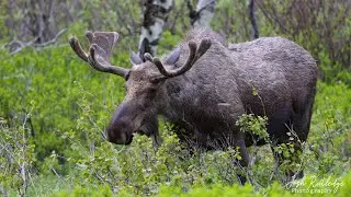 Glacier National Park - Bears, Moose, and Mountain Goats!
