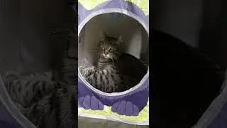 Sailor in His Cat House: Tail Flicking Fun! #havefuninnature #shorts #catvideos