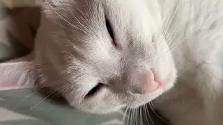 Take a Tour of Pudge: The Most Beautiful Cat