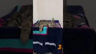 10 seconds of nothing, professional cat #cat #cutecat #catlover
