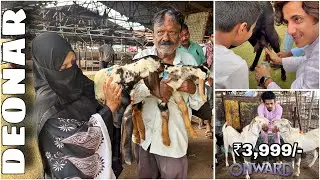 Deonar bakra mandi mein aaye saste bacche , latest update 2024 || FRIDAY LIVE MARKET ||