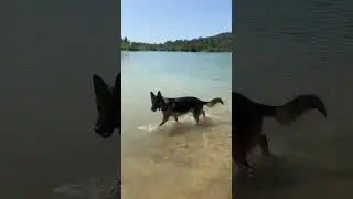 German Shepherd Fun at the Lake: Fetch and Splash!#GermanShepherd #DogAtTheLake #Fetch