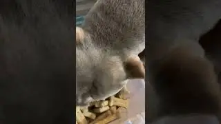 Self serve milk bones. Sometimes they try to sneak out extra😂😂
