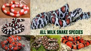 All Milk Snake Species/complete list of milk snakes