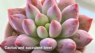 Top Korean rare succulents- buy them at Cactus & succulents lover for cheap price- Korean imported