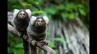 Monkeys communicate with each other by using names, study says / News / Monkeys