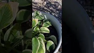 Plant ASMR #plantdaddy #plants #asmr