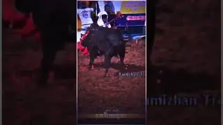 சங்கரா😈Jallikattu 2026 First Entry! 🔥 #ShortsJallikattu 2026 Mass WhatsApp Status |#jallikattu💓