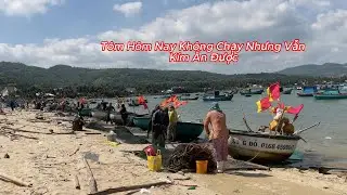[367] Nghề Đánh Bắt Tôm Hùm Giống Của Bà Con Vịnh Xuân Đài