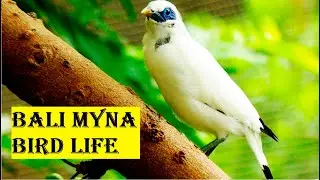 Bali Myna: The Endangered Jewel of Bali | Animal deep life